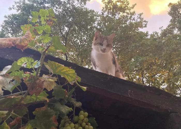 La Marmoire Oda ve Kahvaltı 3*